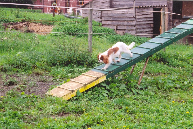 Publication : Du Bassin De La Chanterelle