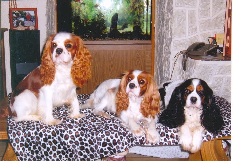 Publication : Du Bassin De La Chanterelle