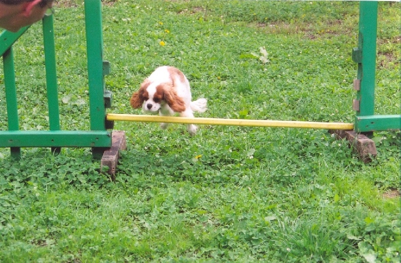 Publication : Du Bassin De La Chanterelle