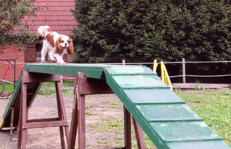 Publication : Du Bassin De La Chanterelle