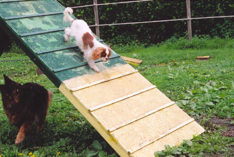 Publication : Du Bassin De La Chanterelle