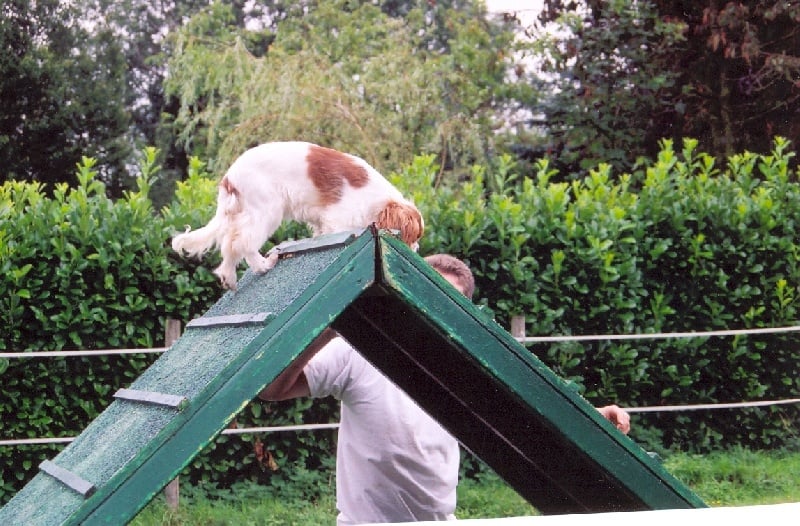 Publication : Du Bassin De La Chanterelle