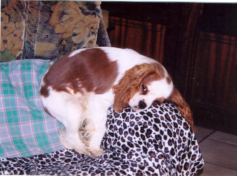 Publication : Du Bassin De La Chanterelle