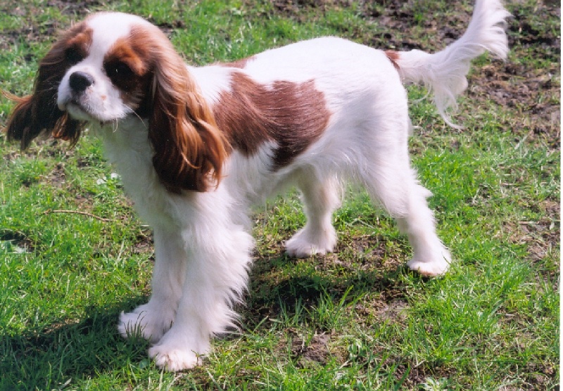 Publication : Du Bassin De La Chanterelle