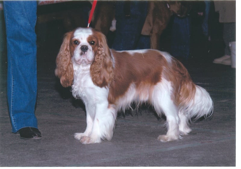 Publication : Du Bassin De La Chanterelle