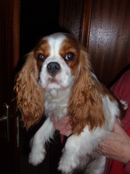 Altesse Du Bassin De La Chanterelle - 4eme EXCELLENT