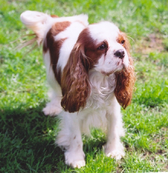 Un voyou De l' abbaye de munster - 4 emeEXCELLENT