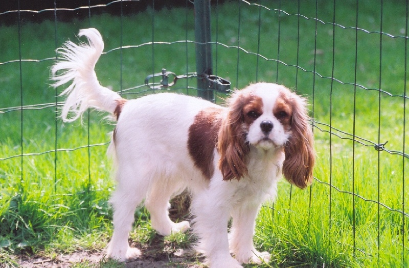Altesse Du Bassin De La Chanterelle - 3 eme EXCELLENT