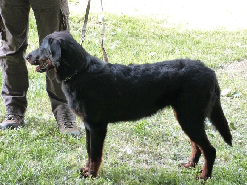 Jaïka des Feux de l'Ange - Très Prometteur