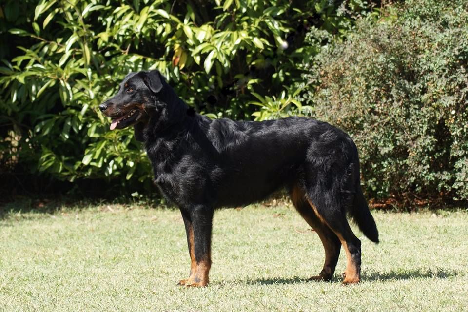 Jaïka des Feux de l'Ange - CACS CACIB Meilleur de race de sexe opposé