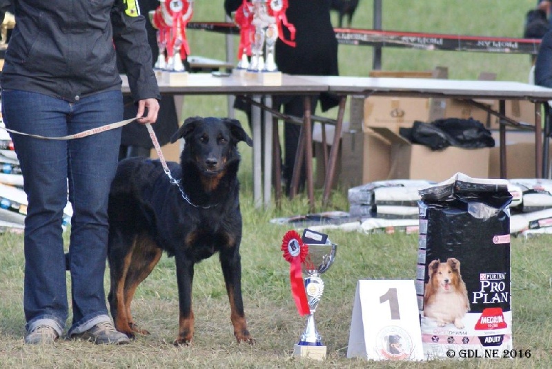 Jaïka des Feux de l'Ange - 1er Excellent classe intermédiaire