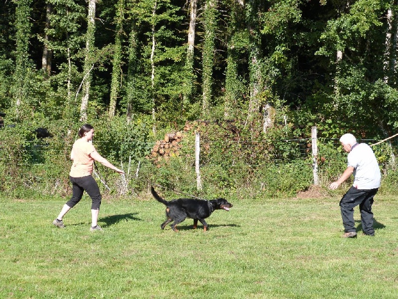 Jaïka des Feux de l'Ange - Très Prometteur