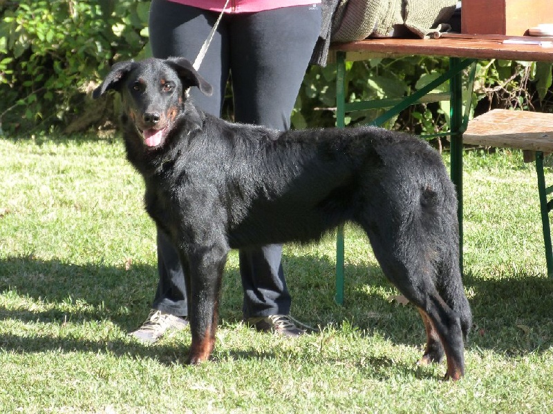 Jaïka des Feux de l'Ange - 1ère classe débutant