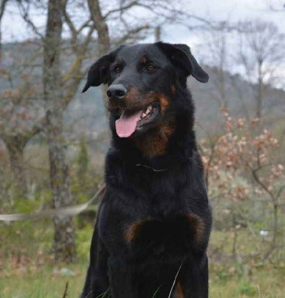 Jaïka des Feux de l'Ange - 1er Excellent classe intermédiaire