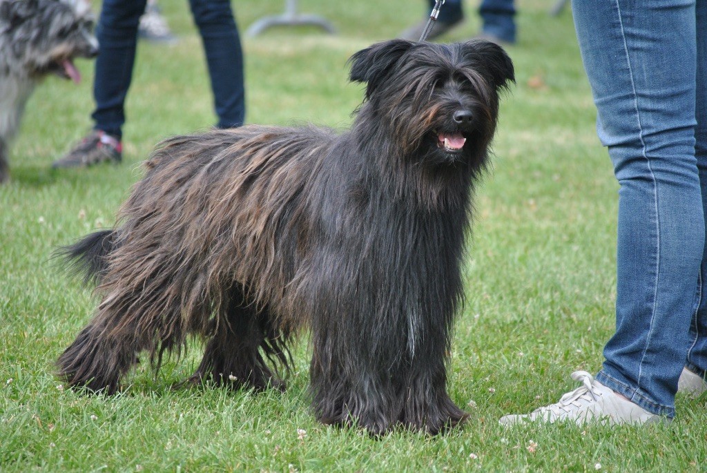 Publication : De La Mesta Pastores Auteur : Roderick Fellman