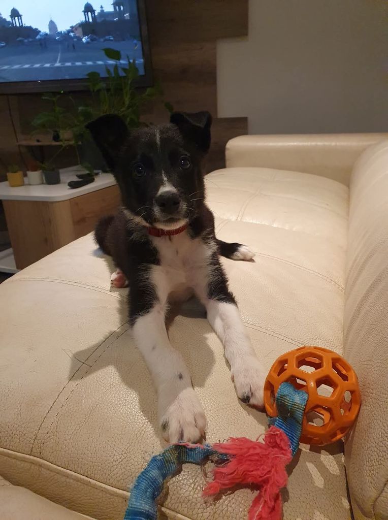 Publication : De La Mesta Pastores