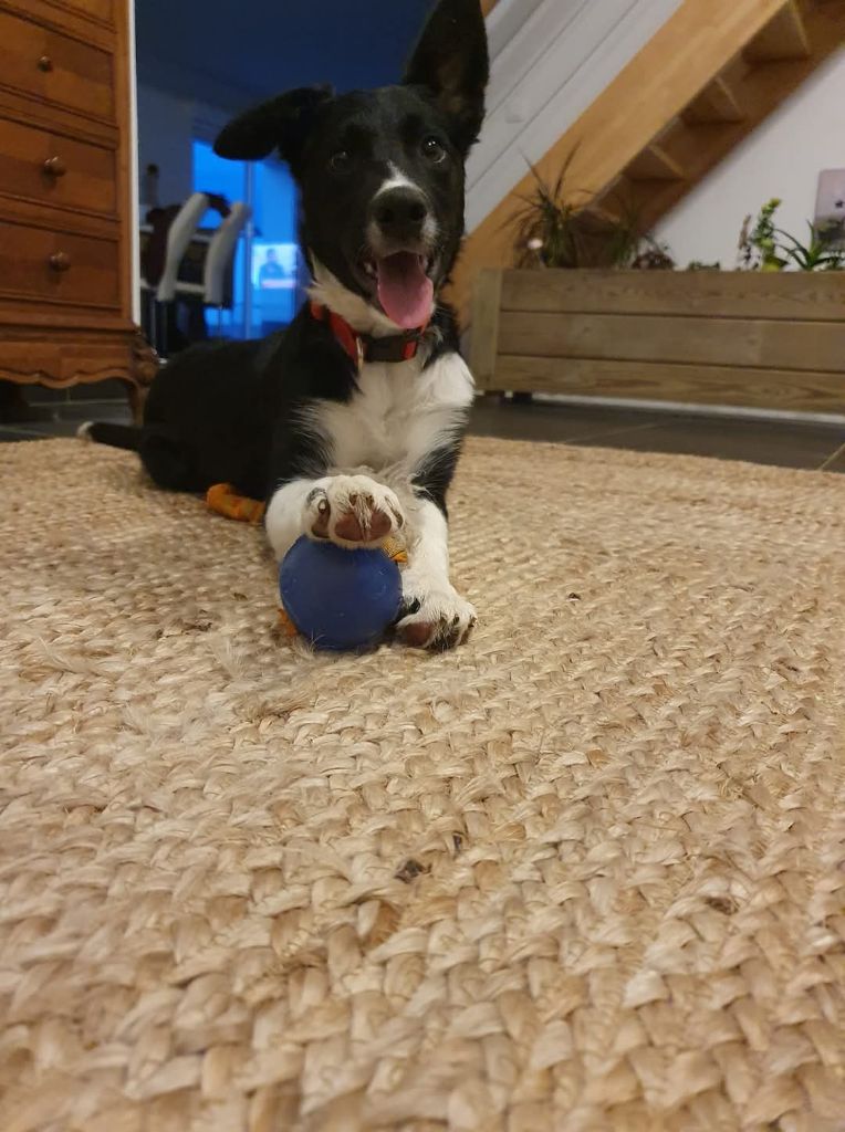 Publication : De La Mesta Pastores