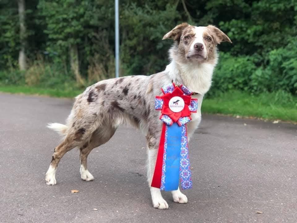 Publication : De La Mesta Pastores Auteur : Marine Tonglet