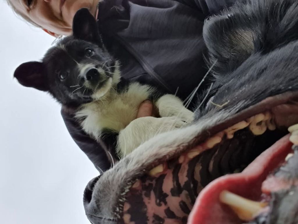 Publication : De La Mesta Pastores