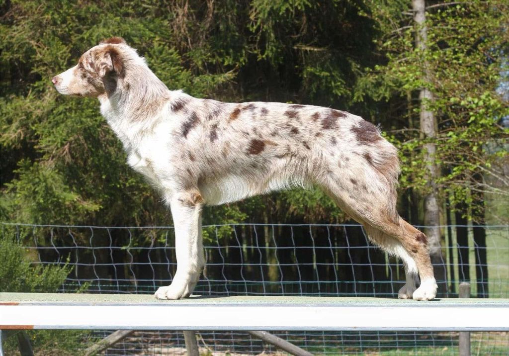 Publication : De La Mesta Pastores Auteur : Marine Tonglet