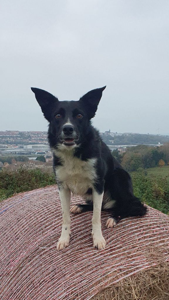 Publication : De La Mesta Pastores