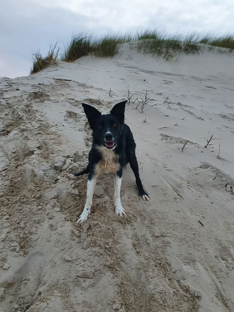 Publication : De La Mesta Pastores