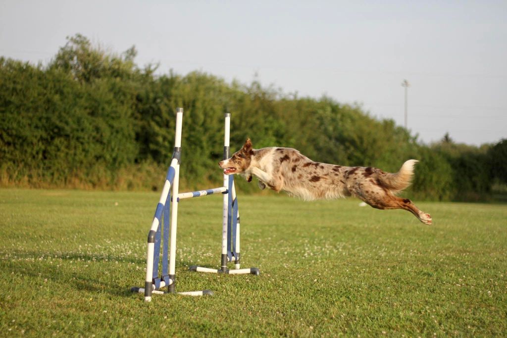 Publication : De La Mesta Pastores Auteur : Marine Tonglet