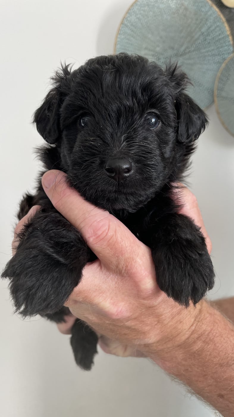 Chiot N°3 - Berger des Pyrenees à poil long