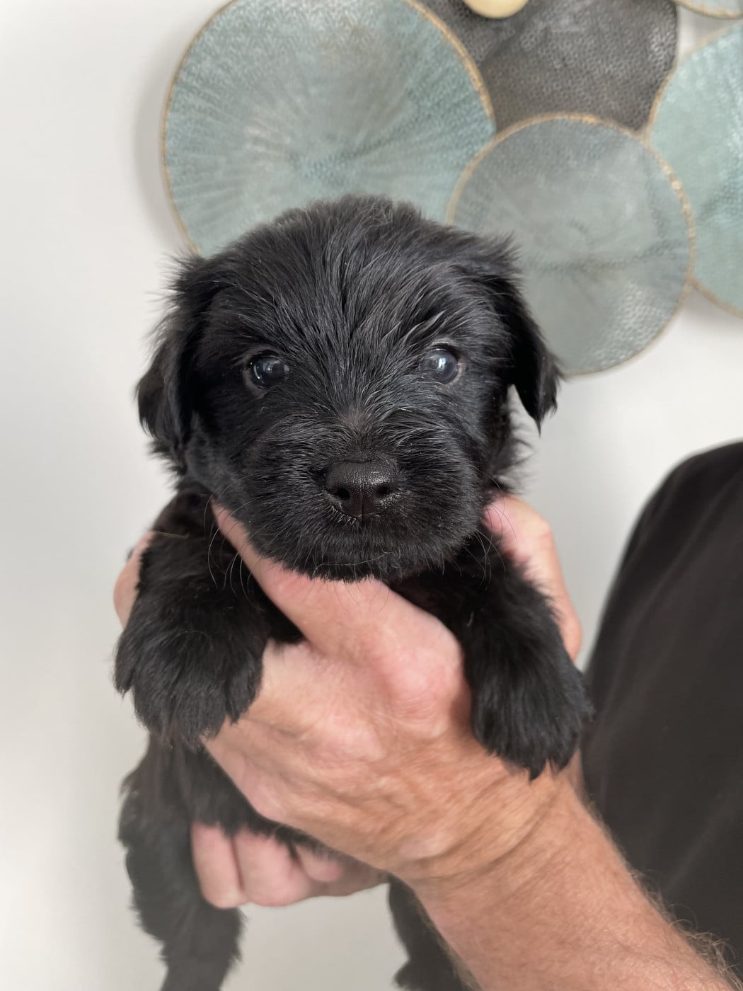 Chiot N°5 - Berger des Pyrenees à poil long