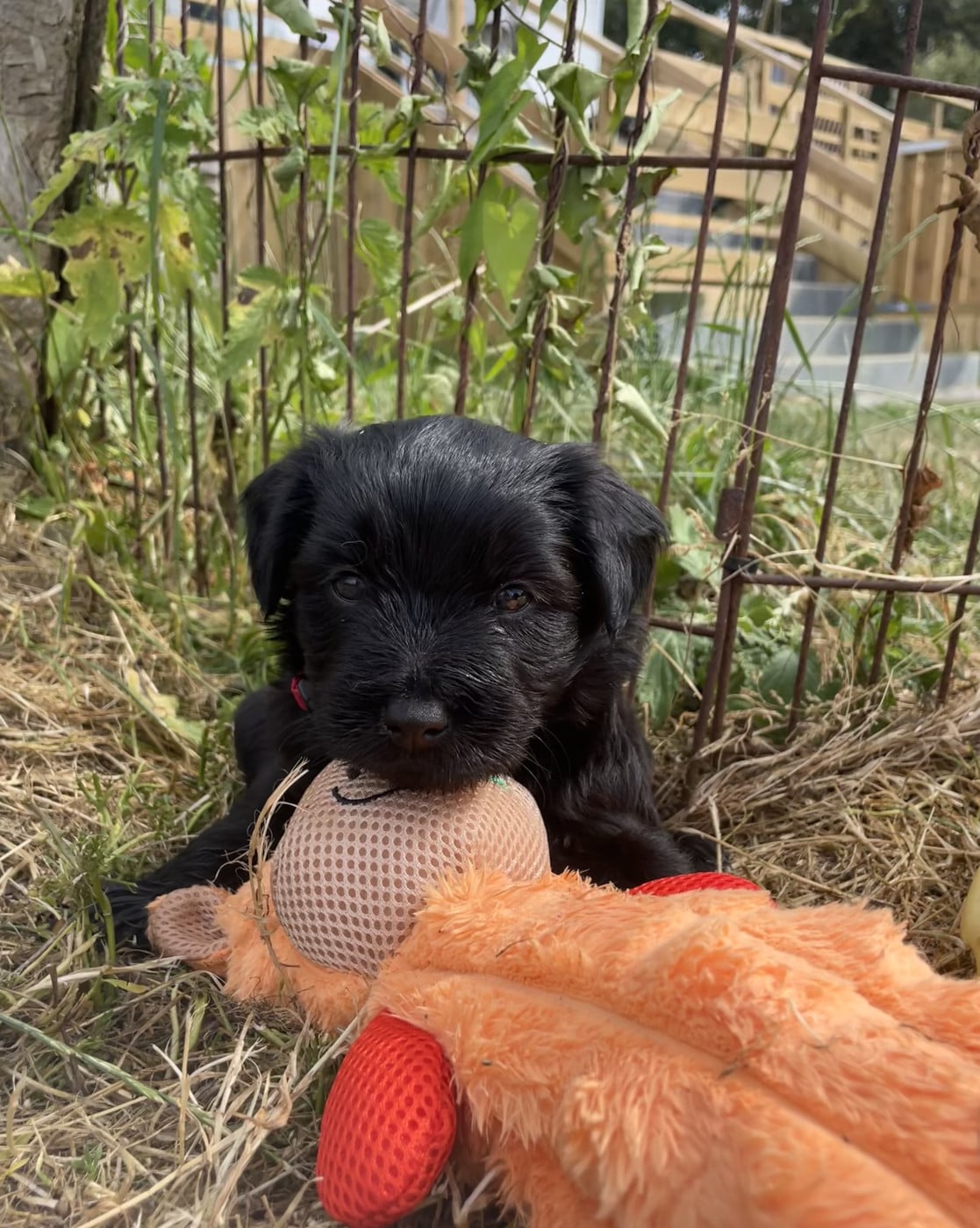 Chiot N°7 - Berger des Pyrenees à poil long
