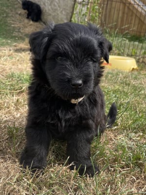 Les chiots de Berger des Pyrenees à poil long