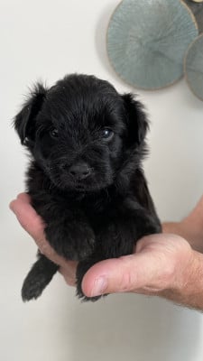 Les chiots de Berger des Pyrenees à poil long