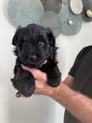 Les chiots de Berger des Pyrenees à poil long