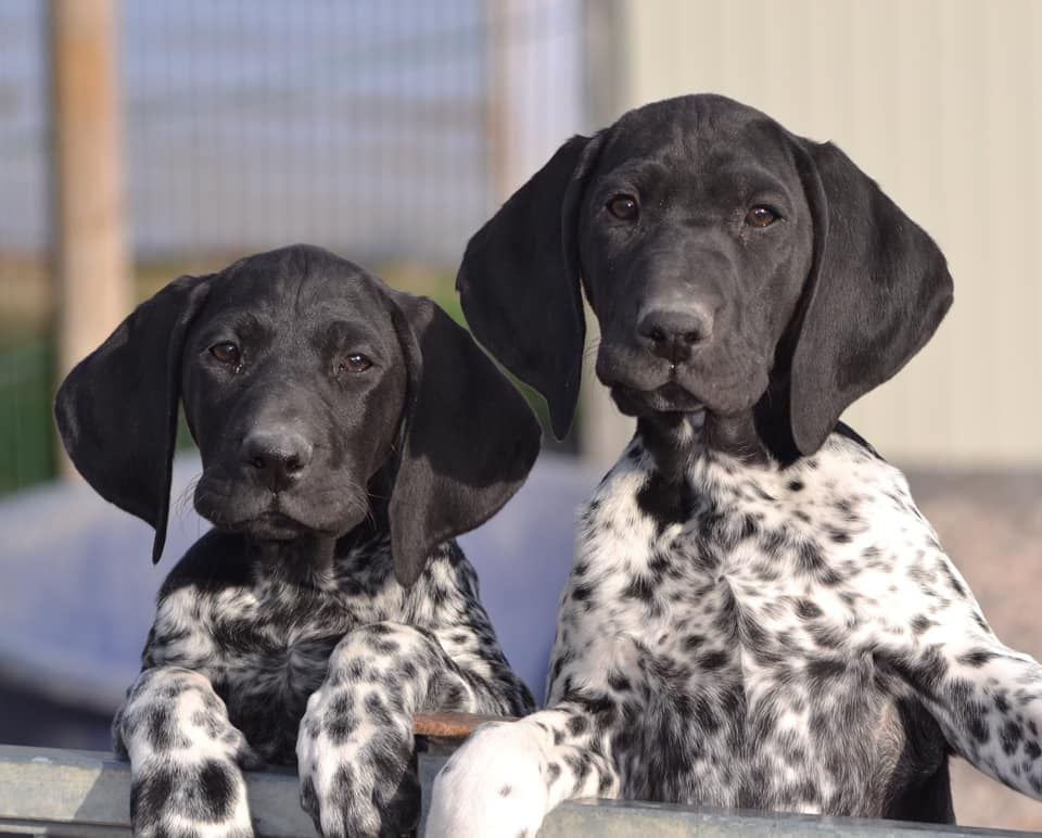 Publication : Du Rio Parana