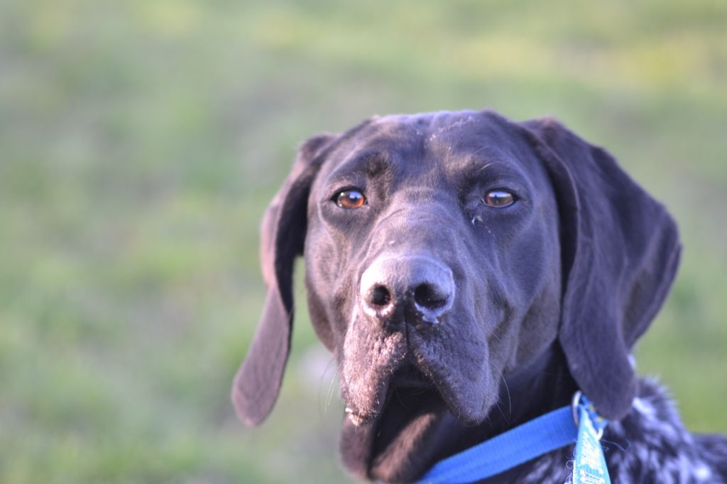 Publication : Du Rio Parana