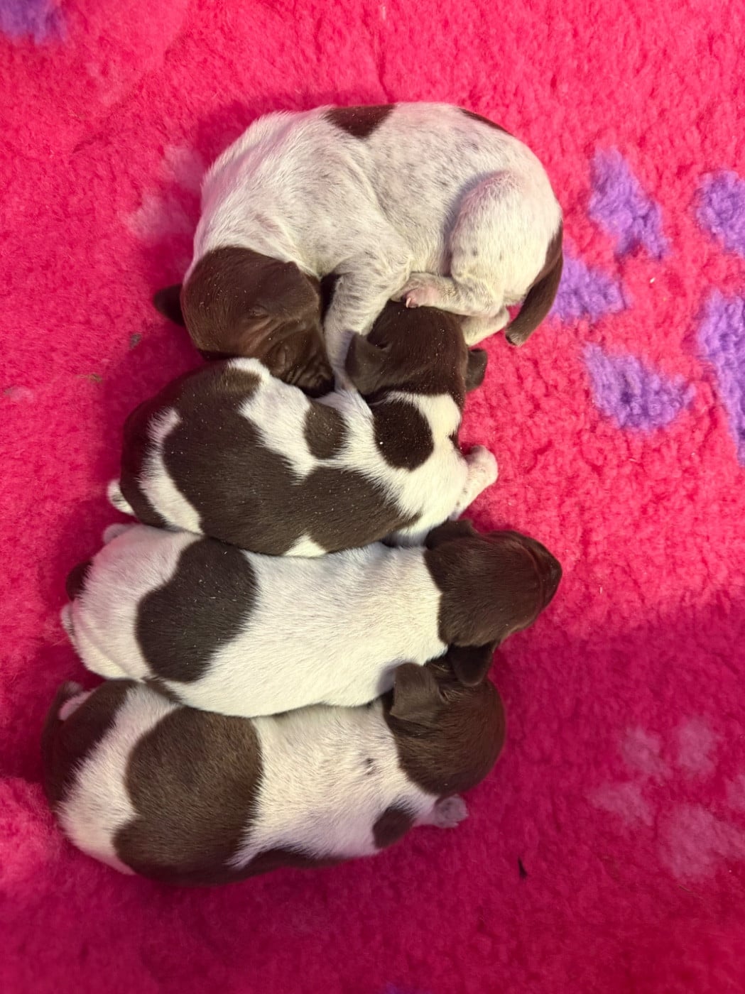 CHIOT 8 - Braque allemand à poil court