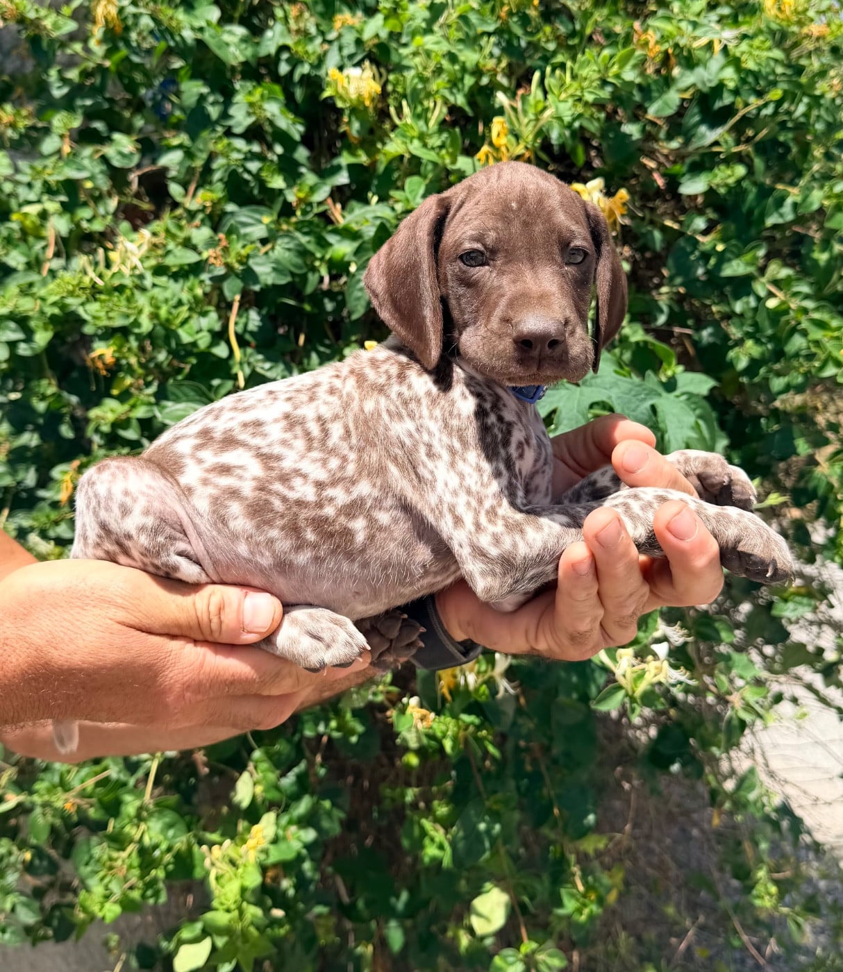 CHIOT 6