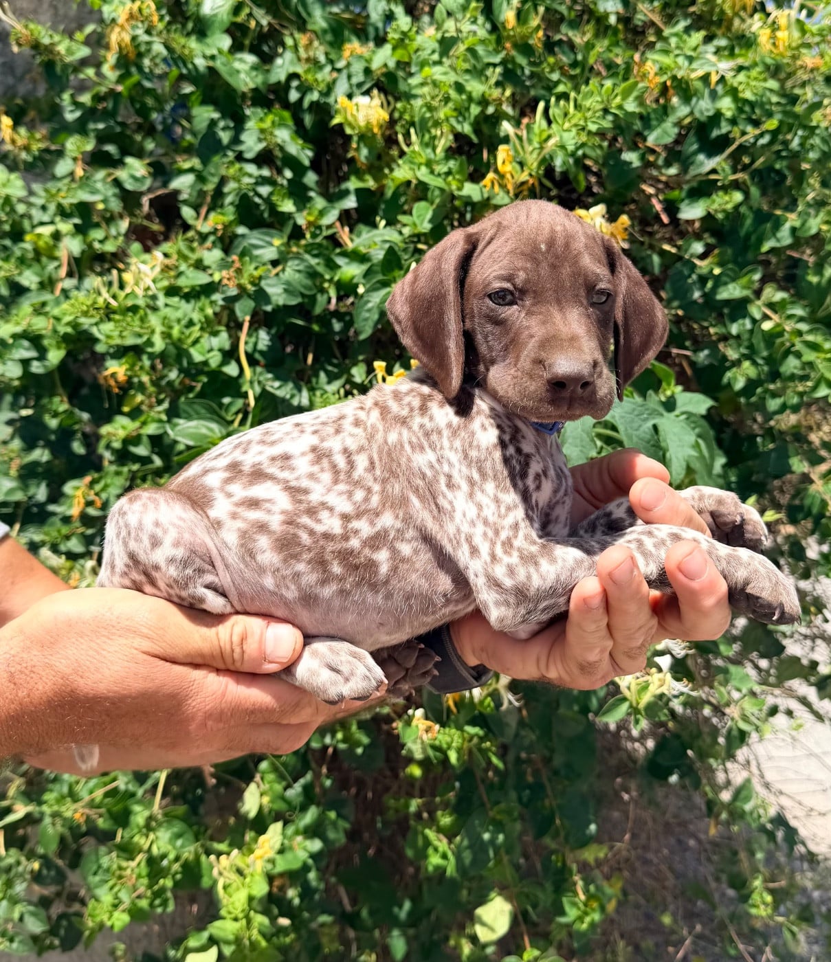 CHIOT 6