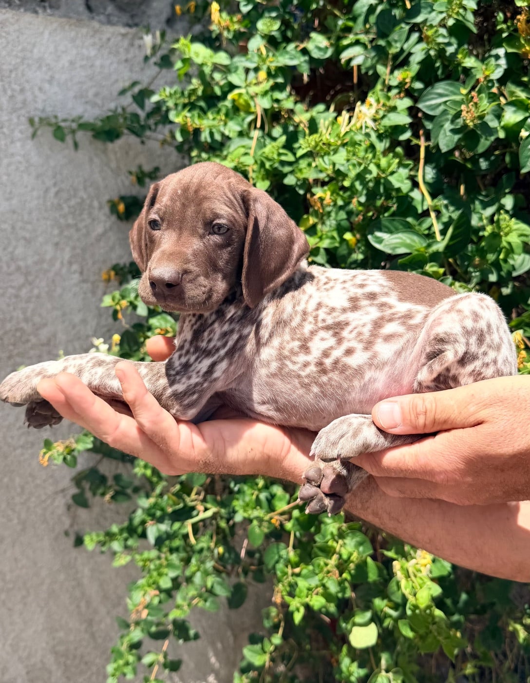 CHIOT 6