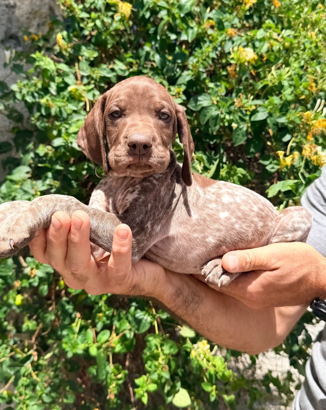 CHIOT 8