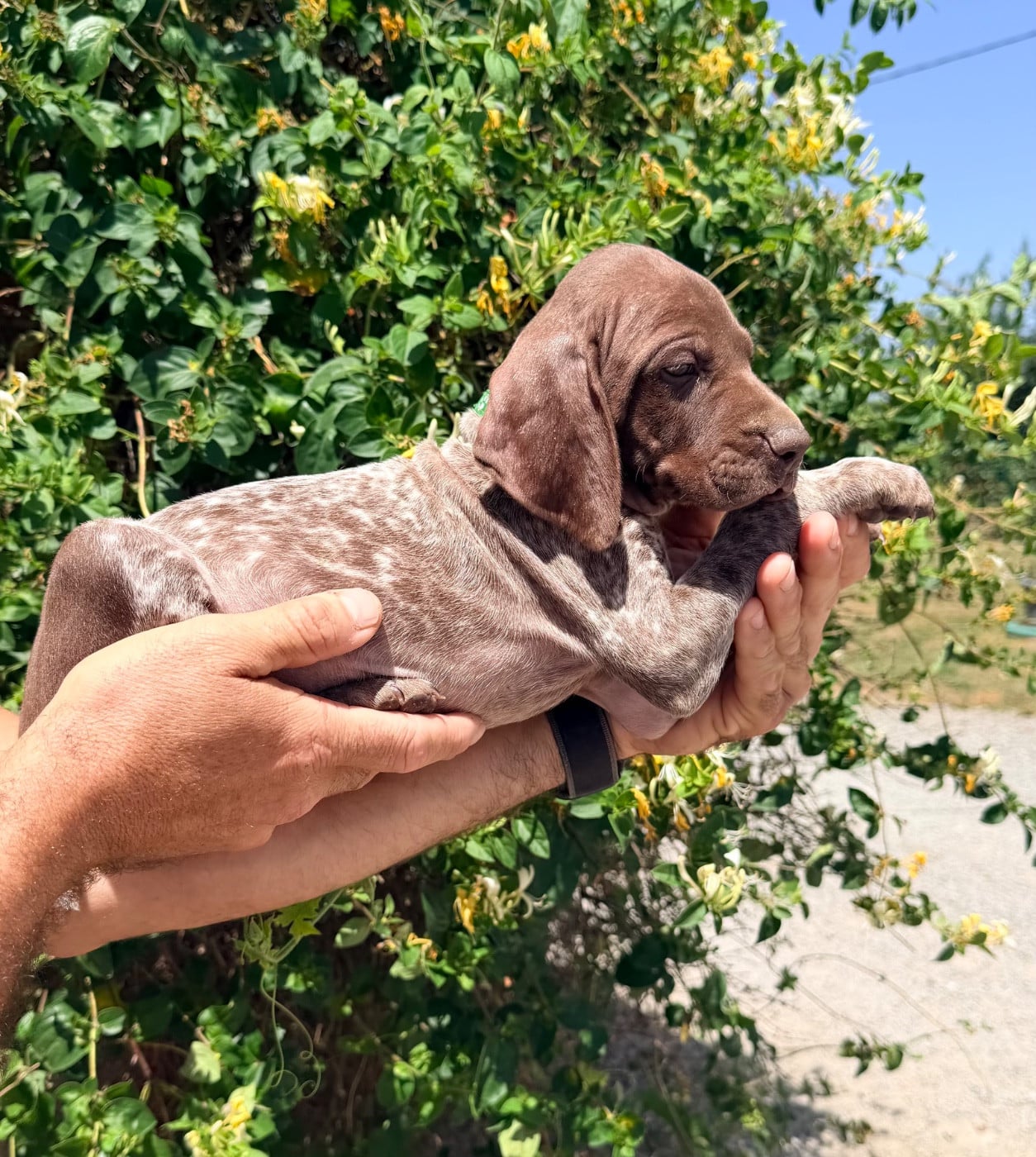 CHIOT 8