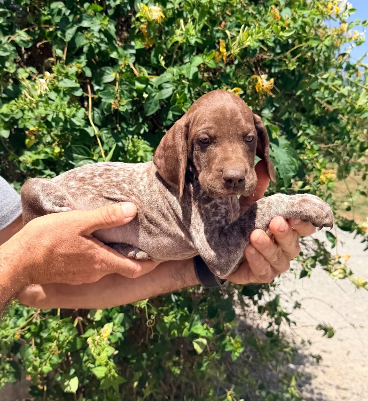 CHIOT 8