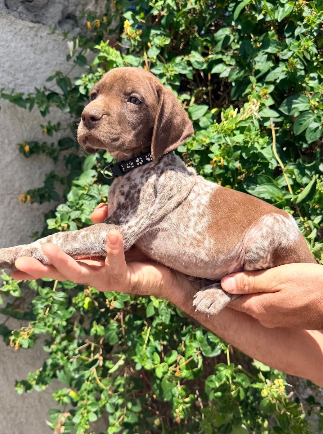 CHIOT 5