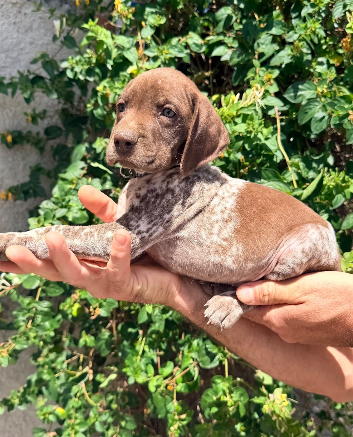 CHIOT 5