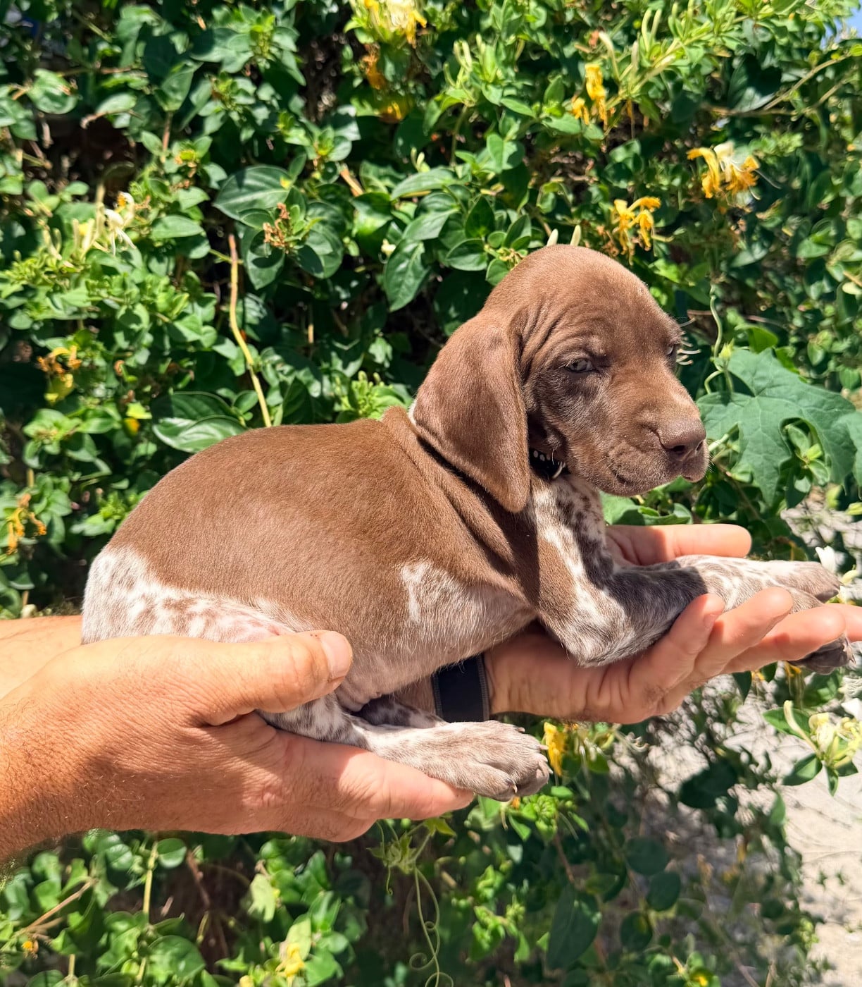 CHIOT 5