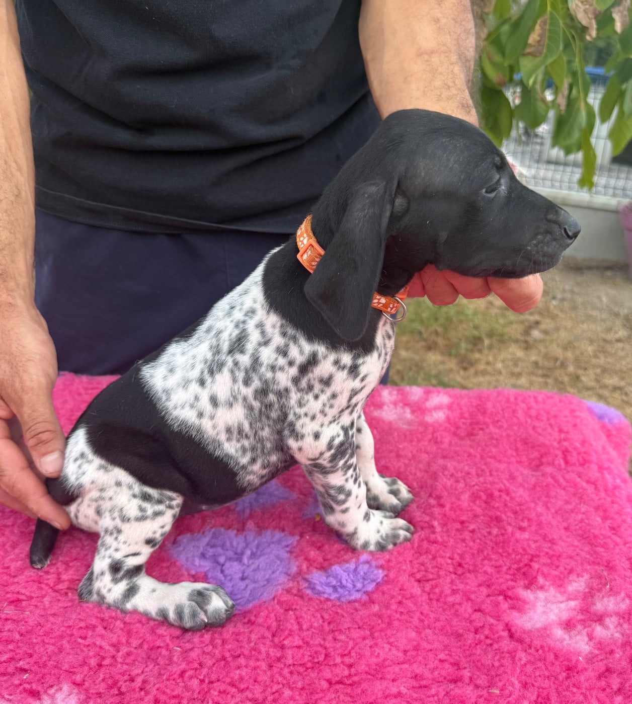 Chiot N°5