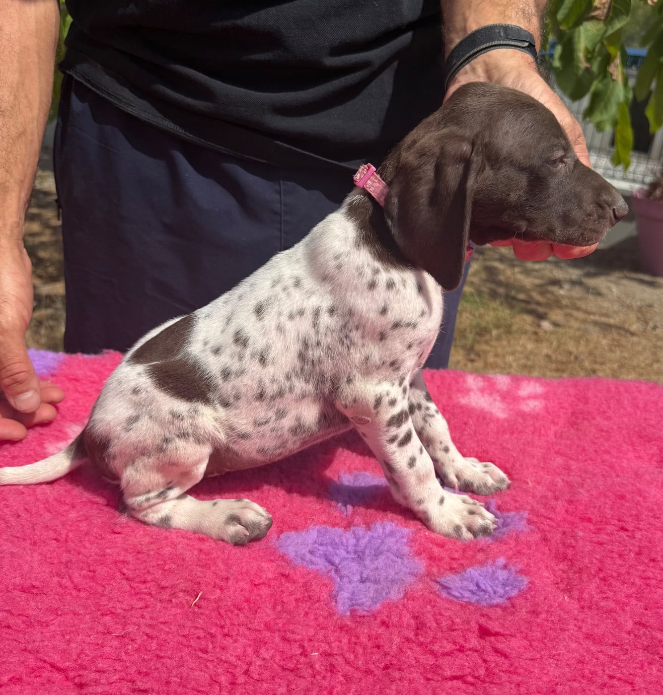 Chiot N°6