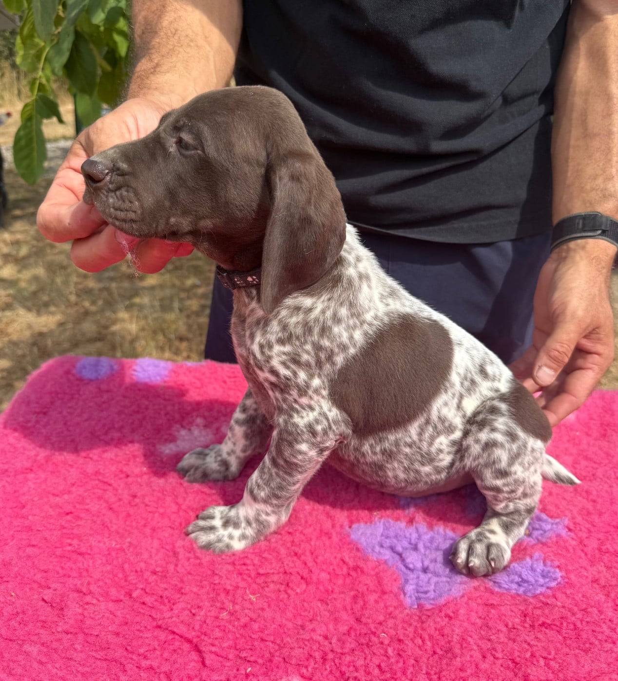 Chiot N°1