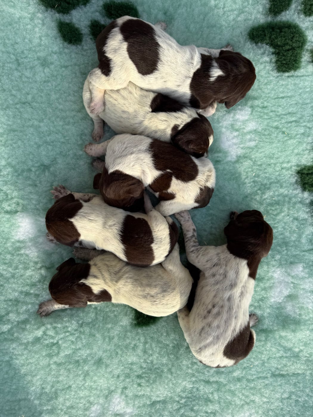 Chiot N°1 - Braque allemand à poil court