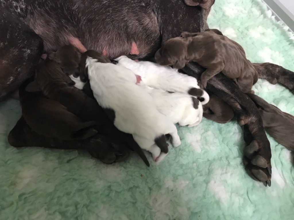 CHIOT - Braque allemand à poil court